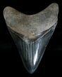 Grey Megalodon Tooth - Georgia #18339-1